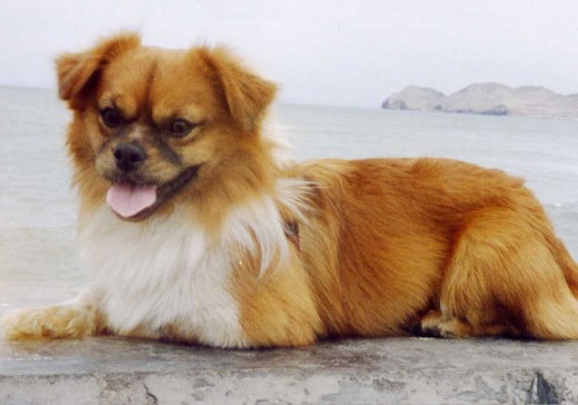 Bobby es un ser muy especial, muy serio con nuestra mascotita Connie, pero muy alegre y engreido con nosotros. En julio de este año cumple 12 años, pero es el bebé de la casa. Lo queremos mucho, es parte de nuestra familia. Va a todo sitio con nosotros, de paseo, de viaje. Nunca lo dejamos en el auto. Si no podemos entrar con él a algún lugar, nos vamos. El se siente querido... es feliz. Bobby es un ser muy especial, muy serio con nuestra mascotita Connie, pero muy alegre y engreido con nosotros. En julio de este año cumple 12 años, pero es el bebé de la casa. Lo queremos mucho, es parte de nuestra familia. Va a todo sitio con nosotros, de paseo, de viaje. Nunca lo dejamos en el auto. Si no podemos entrar con él a algún lugar, nos vamos. El se siente querido... es feliz.